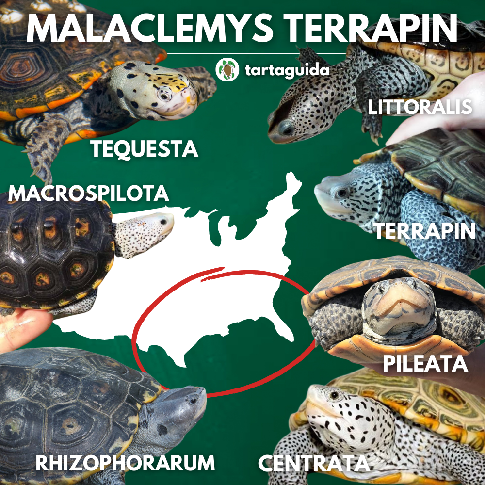 identificazione sottospecie malaclemys terrapin
