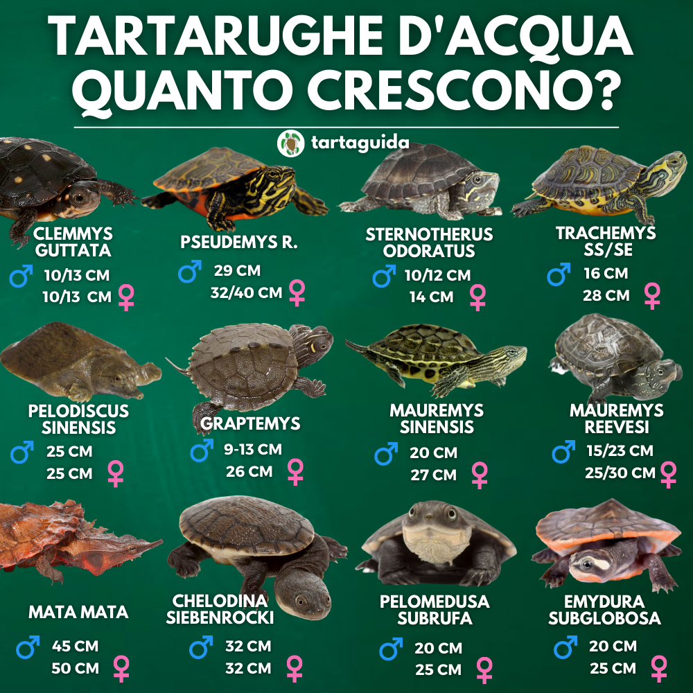 tartarughe d'acqua specie