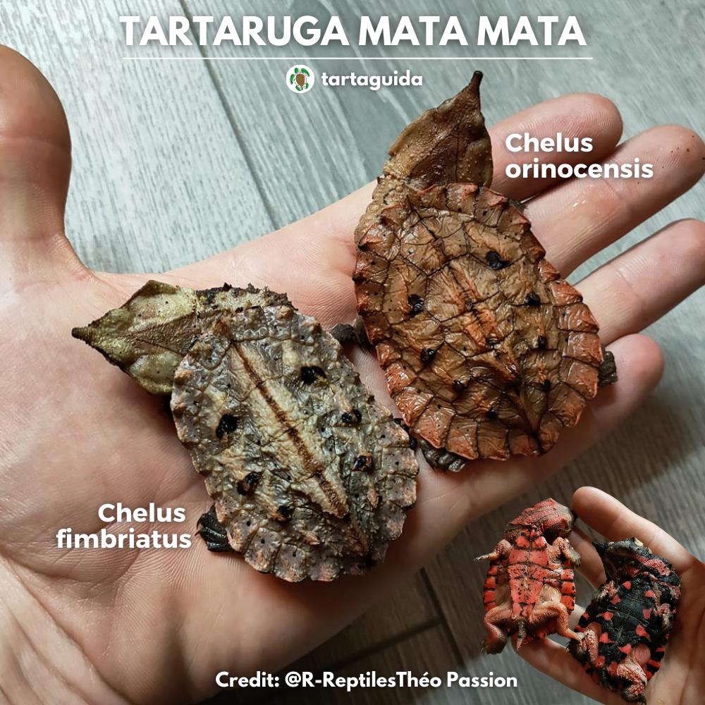 identificazione sottospecie taratrughe