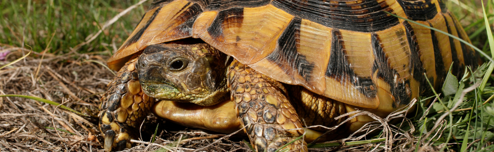 riproduzione tartarughe terrestri