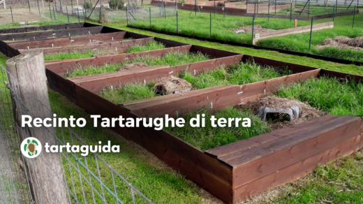 recinto tartarughe di terra