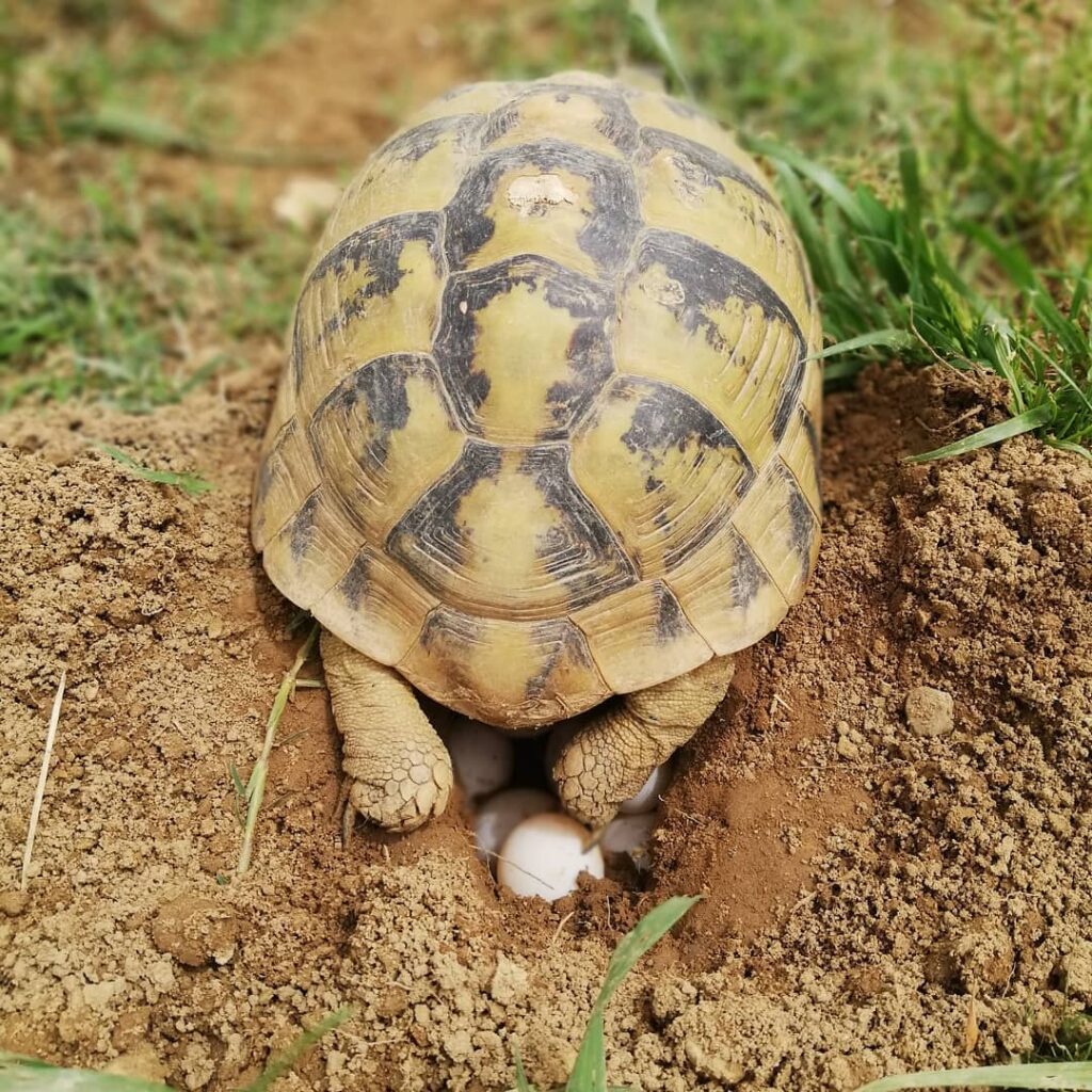 riproduzione tartarughe terrestri