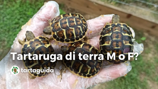 tartaruga di terra maschio o femmina