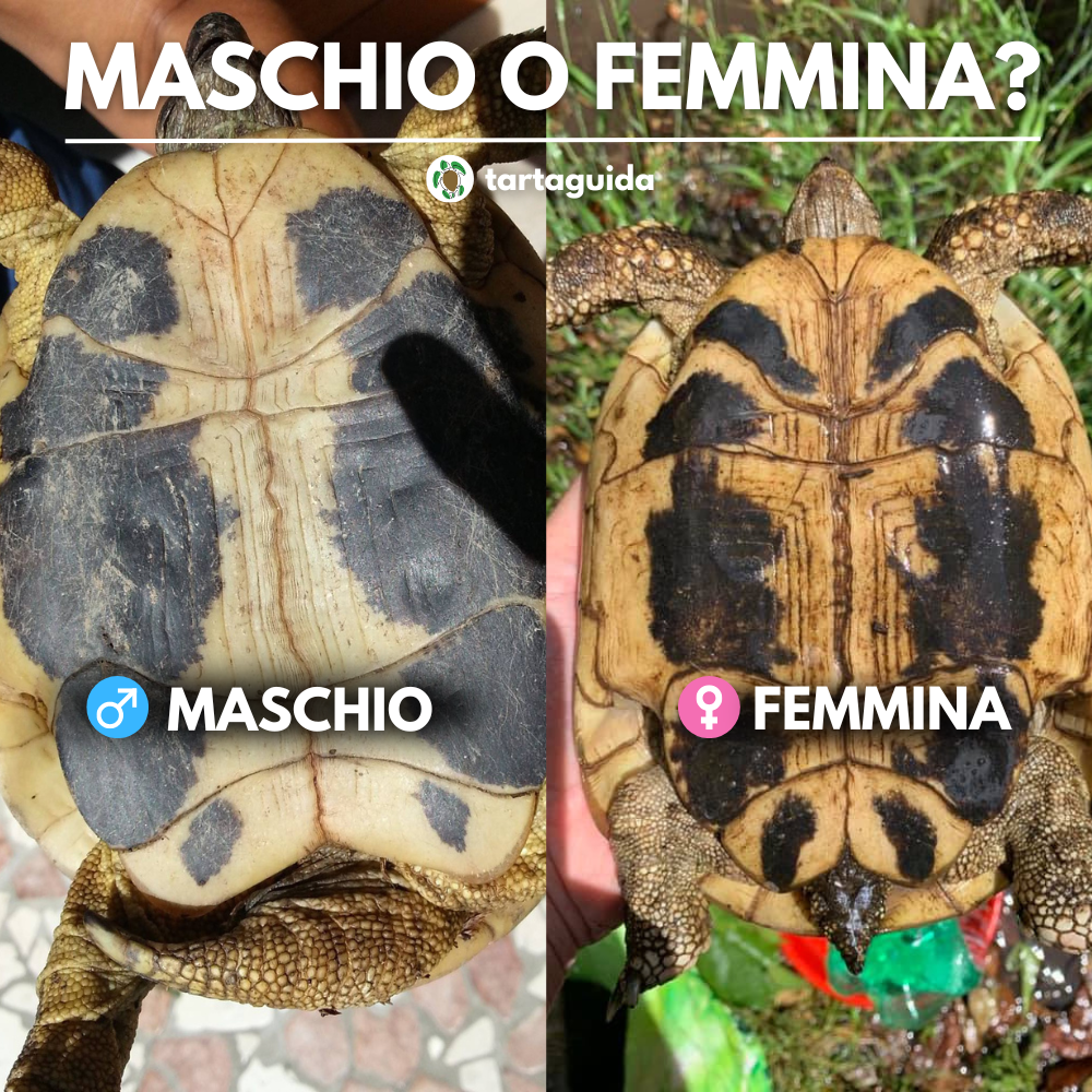 tartaruga terra maschio o femmina?