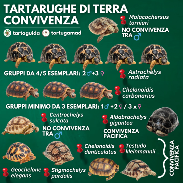 Tartarughe Di Terra Specie Guida Al Riconoscimento E All identificazione Tartarughe Di Terra Specie Guida Al Riconoscimento E All identificazione