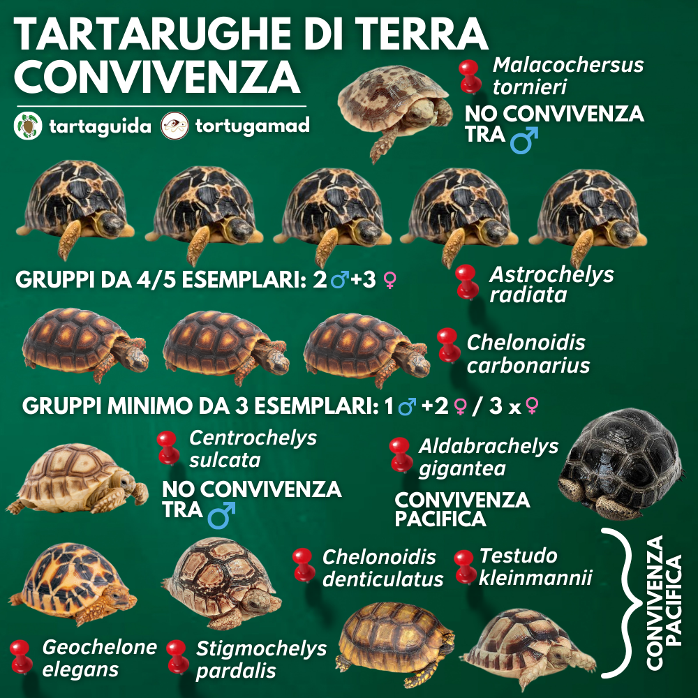 Tartarughe di terra specie