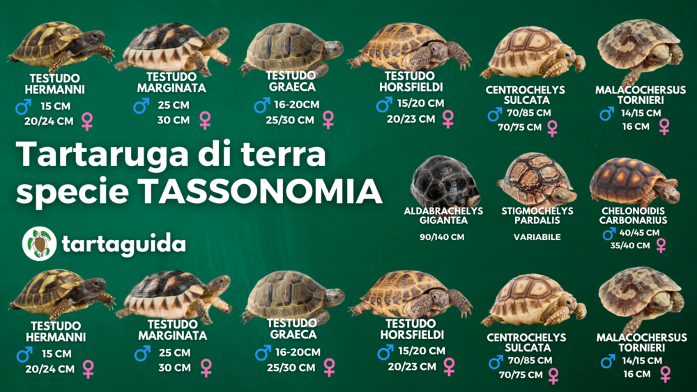 Nomi Da Dare A Una Tartaruga