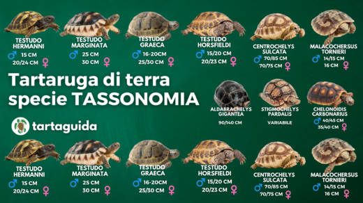 tartarughe di terra riconoscimento specie