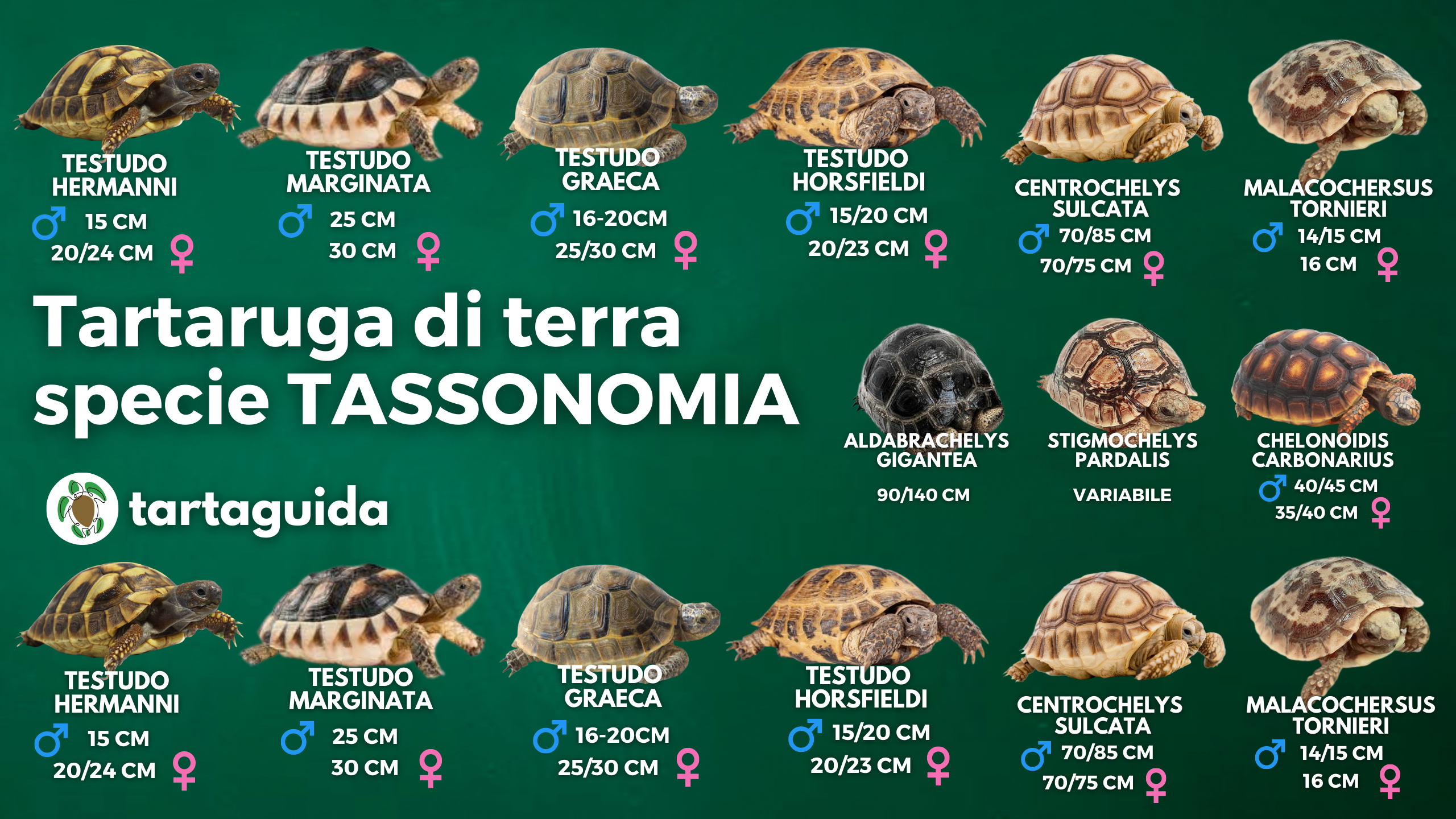 Tartarughe di terra specie: guida al riconoscimento e all’identificazione
