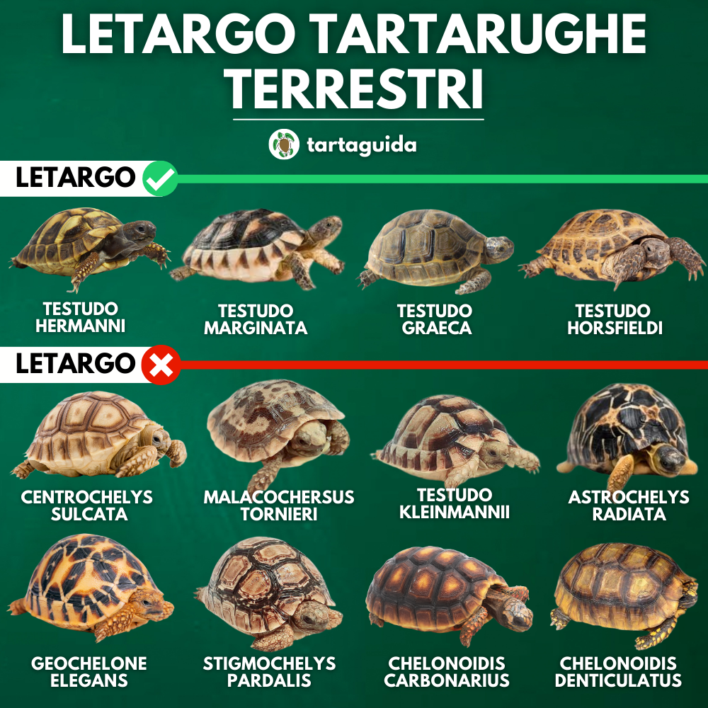 Tartaruga di terra specie letargo