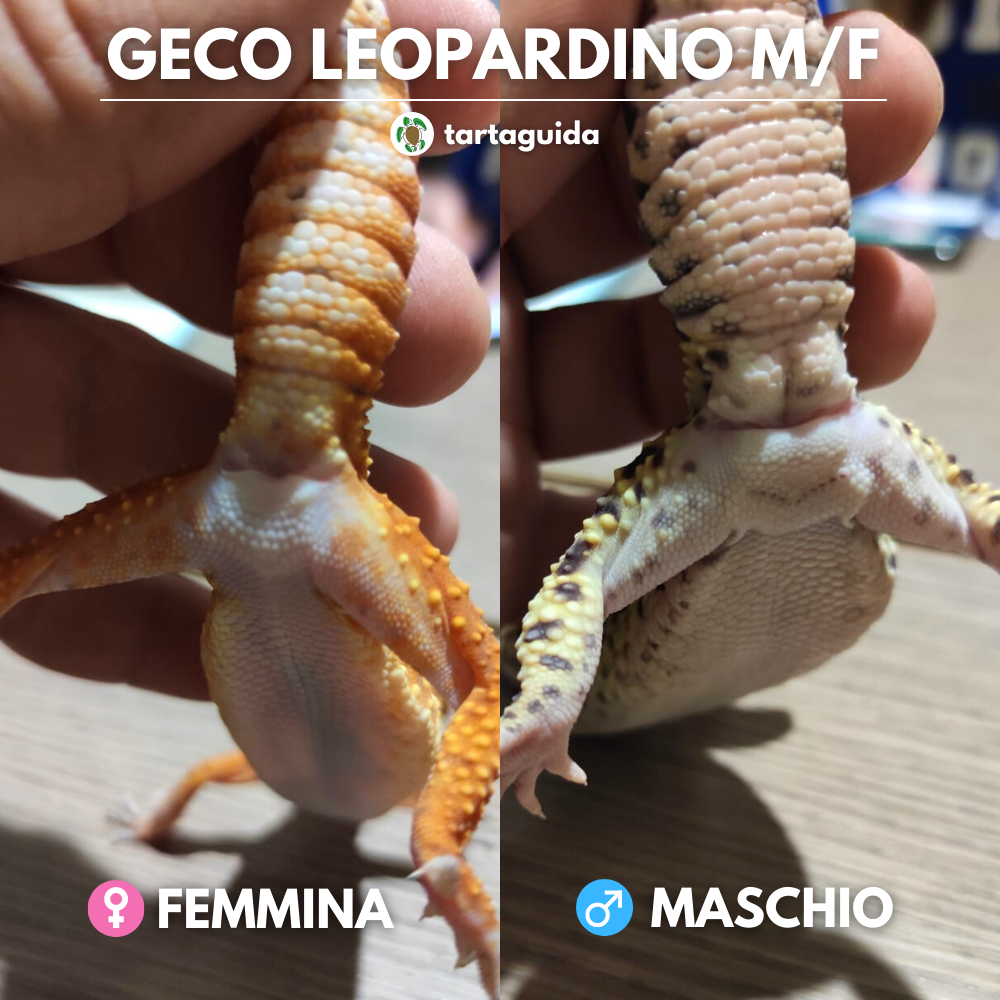 Geco leopardino maschio o femmina? Dimorfismo sessuale