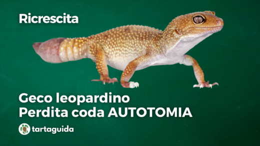 Geco leopardino perdita coda