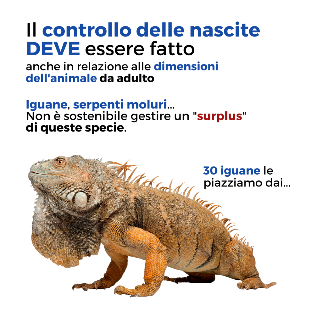 allevamento rettili etica