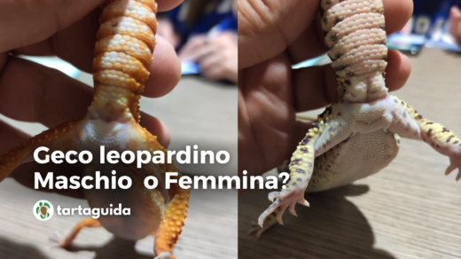 geco leopardino maschio o femmina