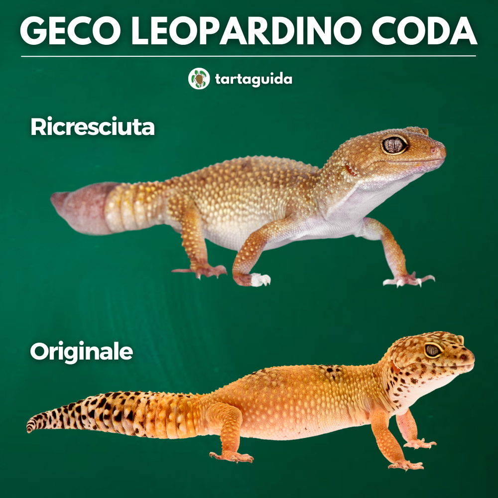 geco leopardino perdita coda