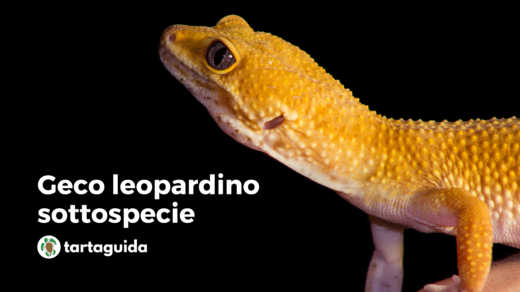 geco leopardino sottospecie