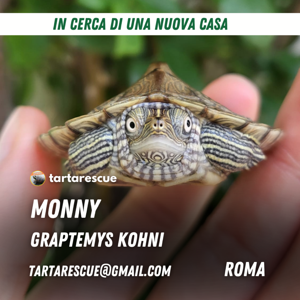 adozione graptemys