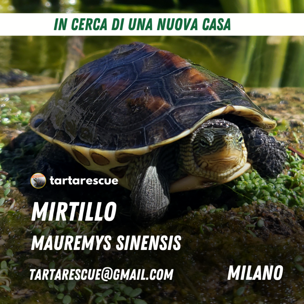 Adozione-mauremys-sinensis