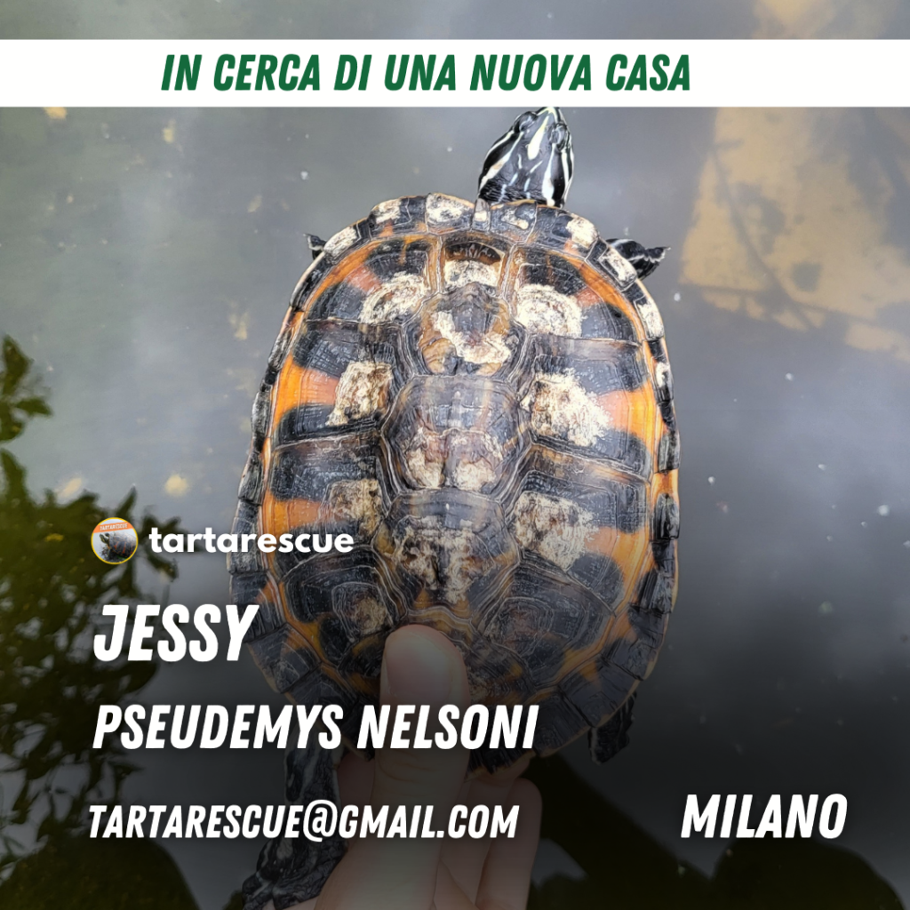 adozione pseudemys milano