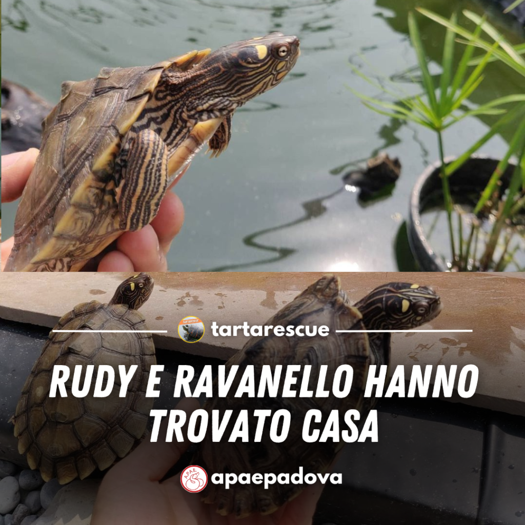 ritiro tartarughe roma