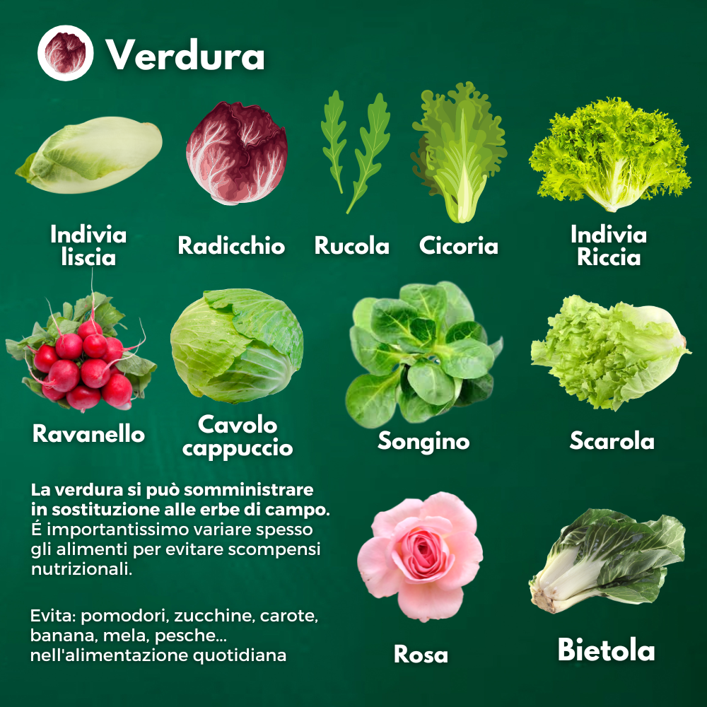 Alimentazione tartarughe di terra