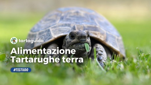 Alimentazione tartarughe di terra