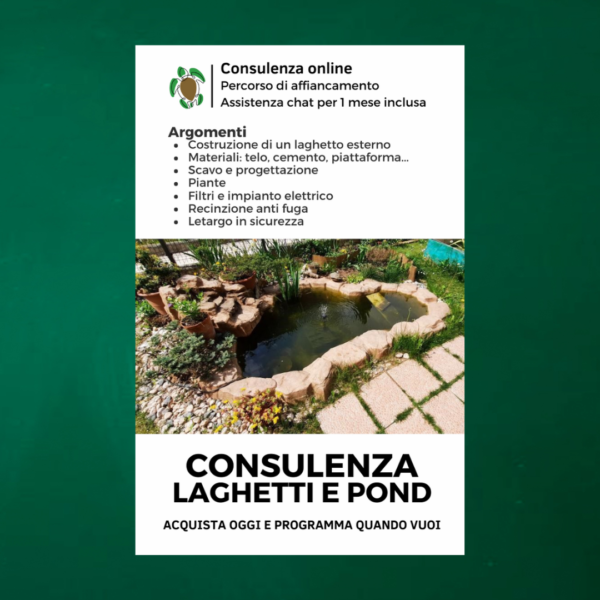 Consulenza costruzione laghetti e pond