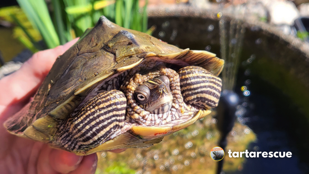ritiro tartarughe d'acqua