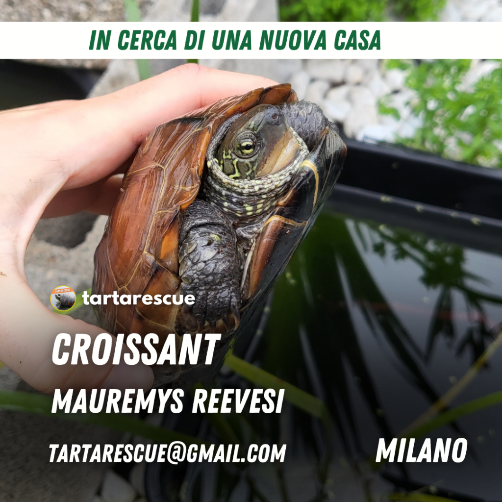 adozione mauremys reevesi milano
