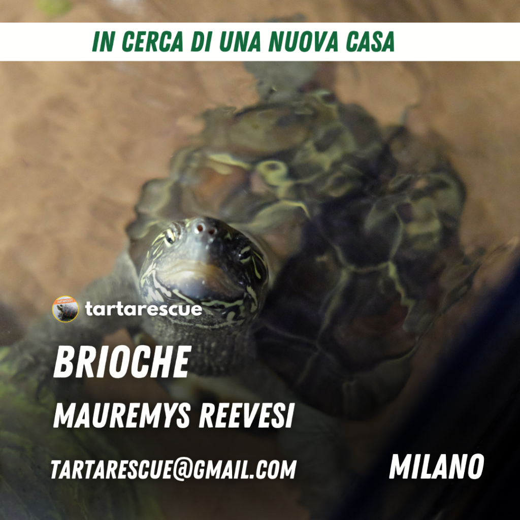 adozione mauremys reevesi