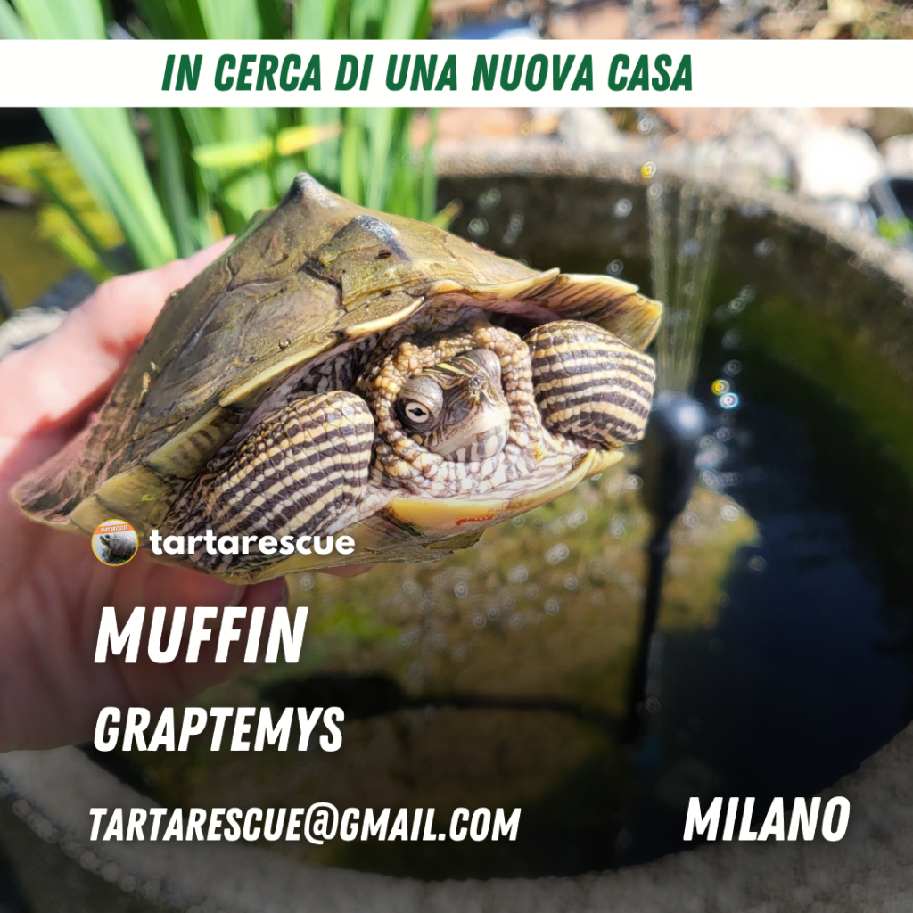 adozione tartarughe