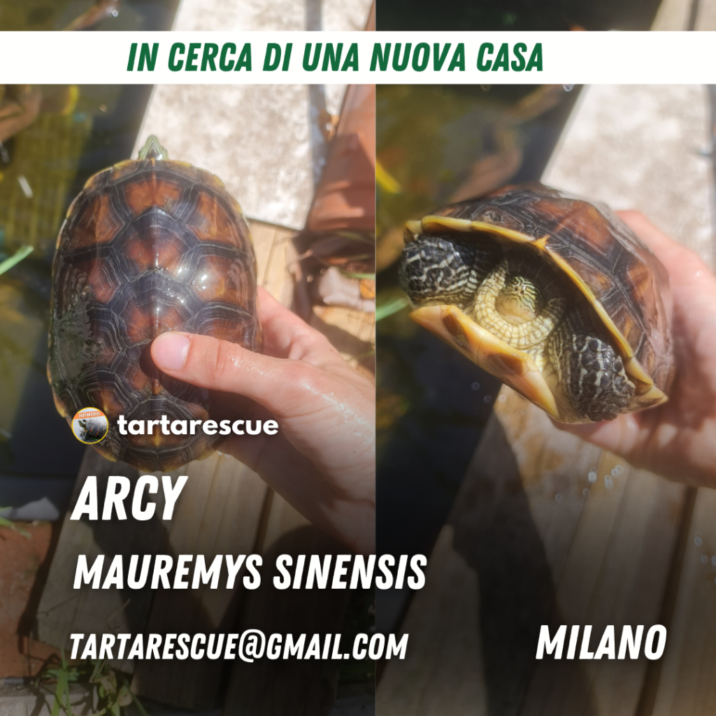adozione tartarughe d'acqua