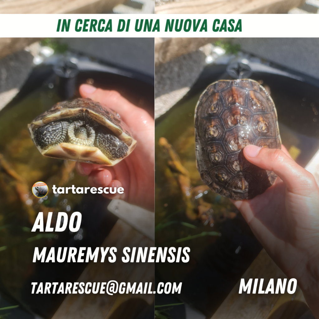 adozione tartarughe