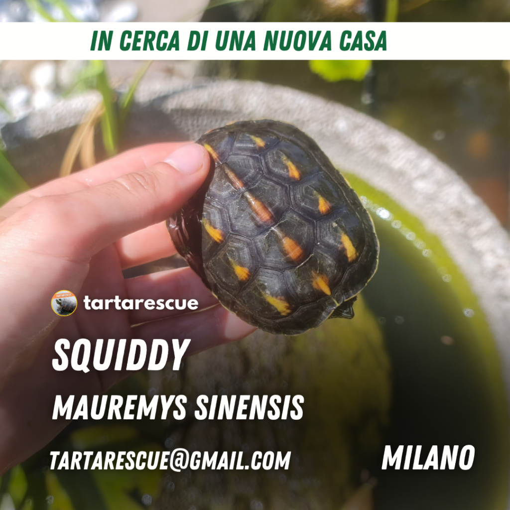 adozione tartarughe acqua