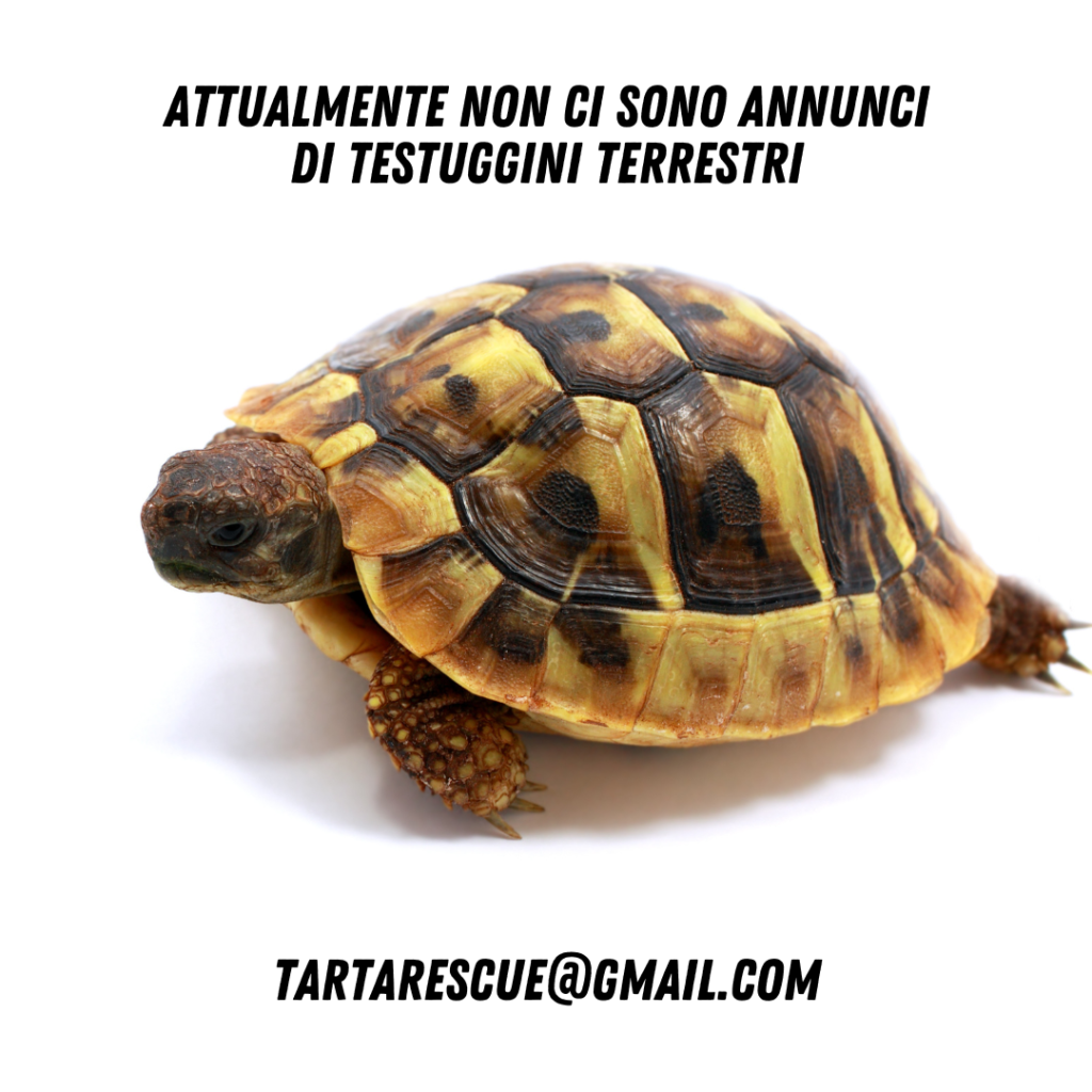 adozioni tartarughe di terra