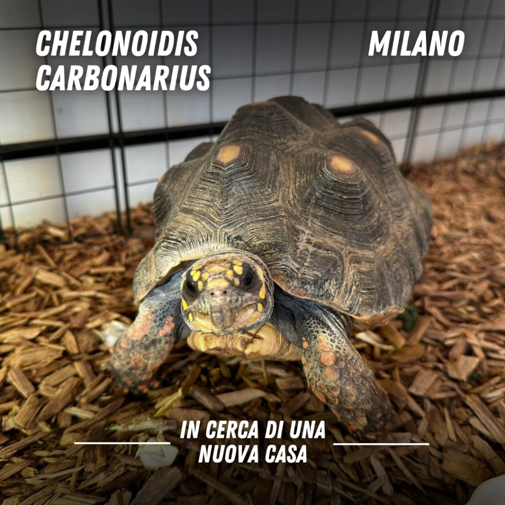 adozione tartarughe di terra