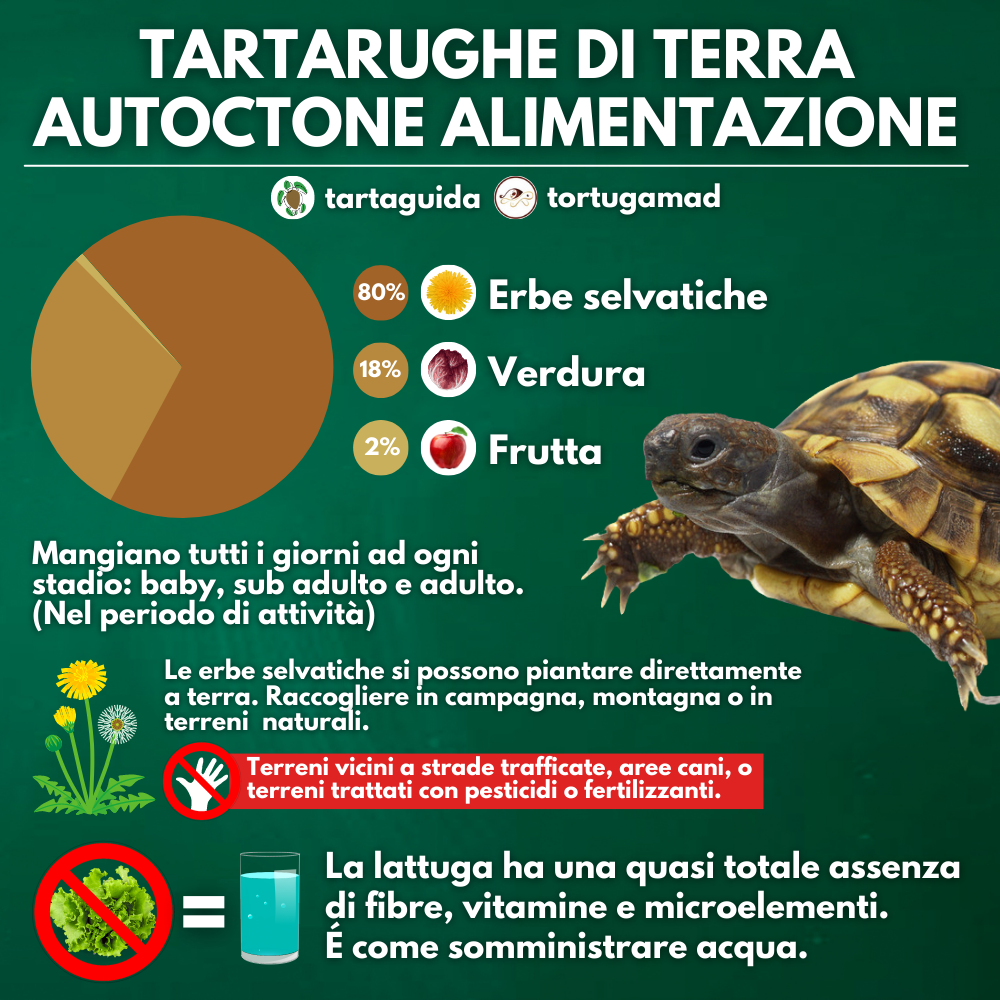 Alimentazione tartarughe di terra