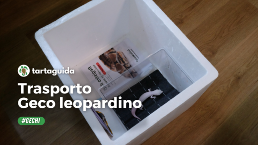 come trasportare geco leopardino