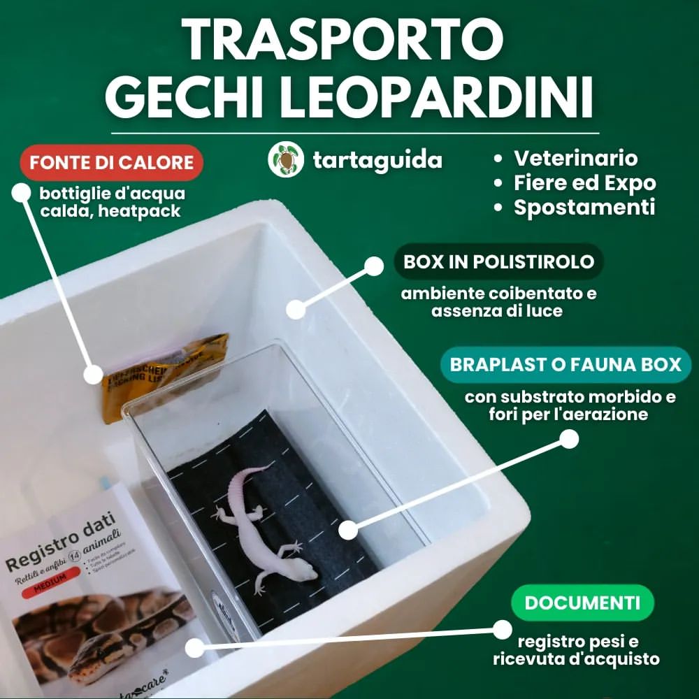 come trasportare gechi leopardini