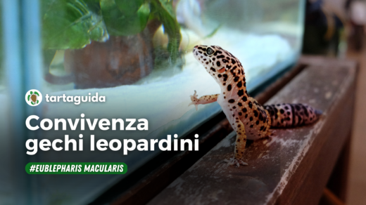 convivenza gechi leopardini