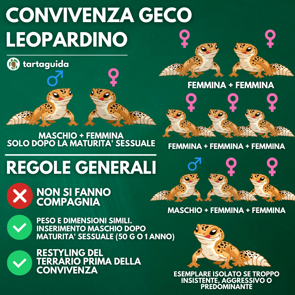 convivenza gechi leopardini