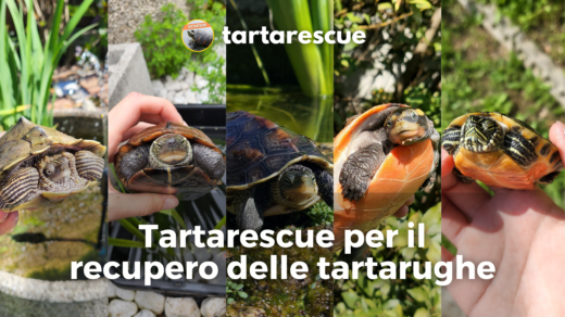 dove lasciare tartarughe