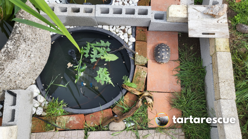 Dove liberare tartarughe d'acqua