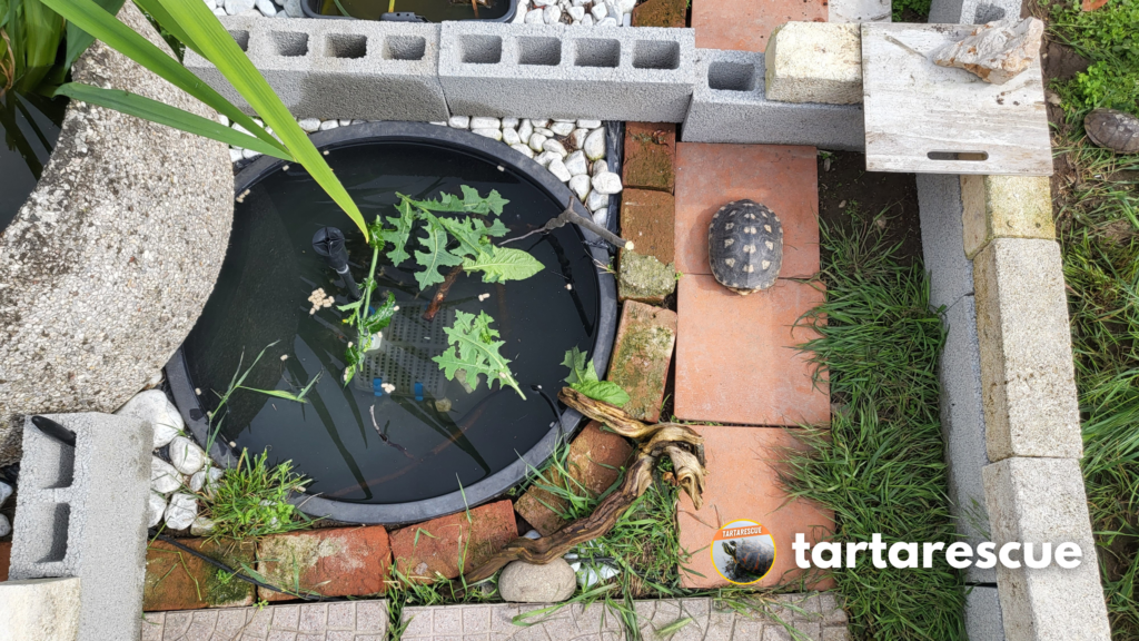 Tartaruga cresciuta troppo: dove portarla