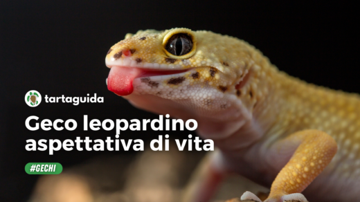 geco leopardino aspettativa di vita