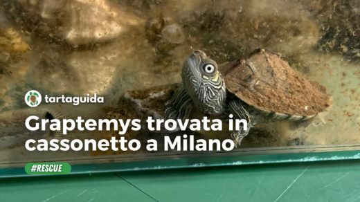 tartarughina trovata nei rifiuti a Milano
