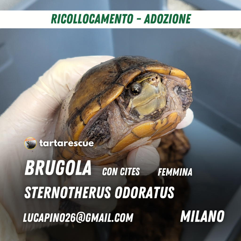 adozione sternotherus odoratus