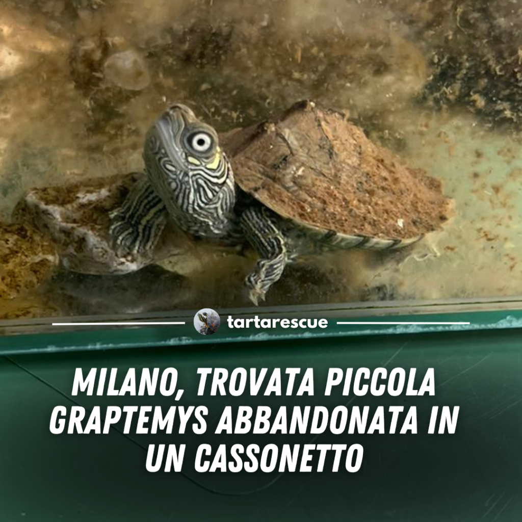 tartarughina buttata nei rifiuti a Milano