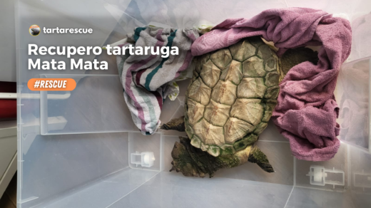 recupero tartaruga mata mata