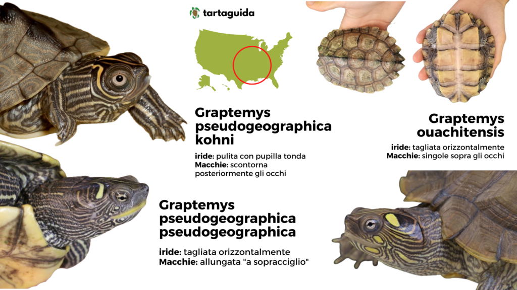 Graptemys tartaruga